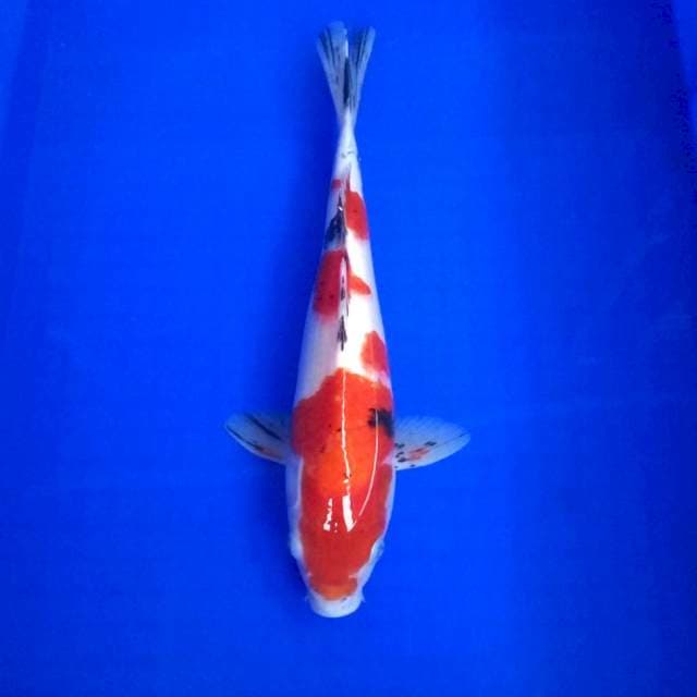7. Sanke || 32 cm