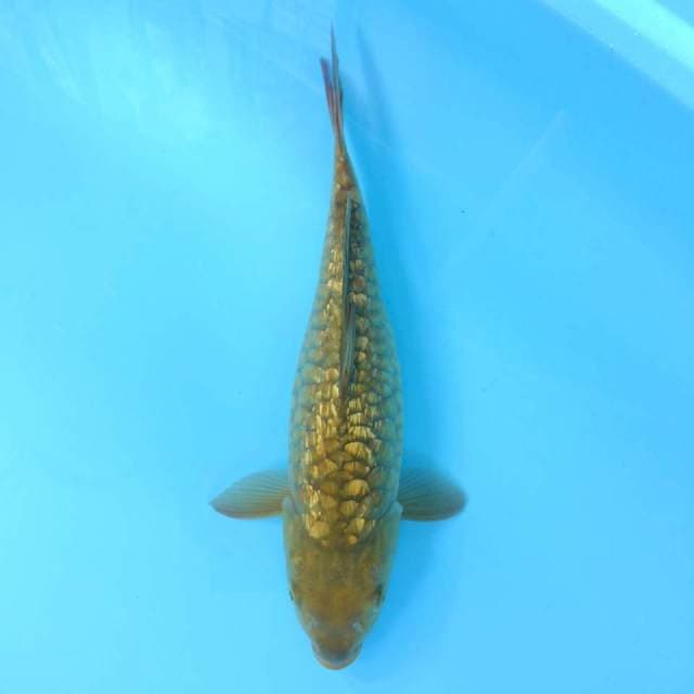 Full aragoke GINRIN Midori 35cm