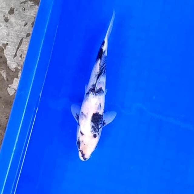 Shiro 22cm
