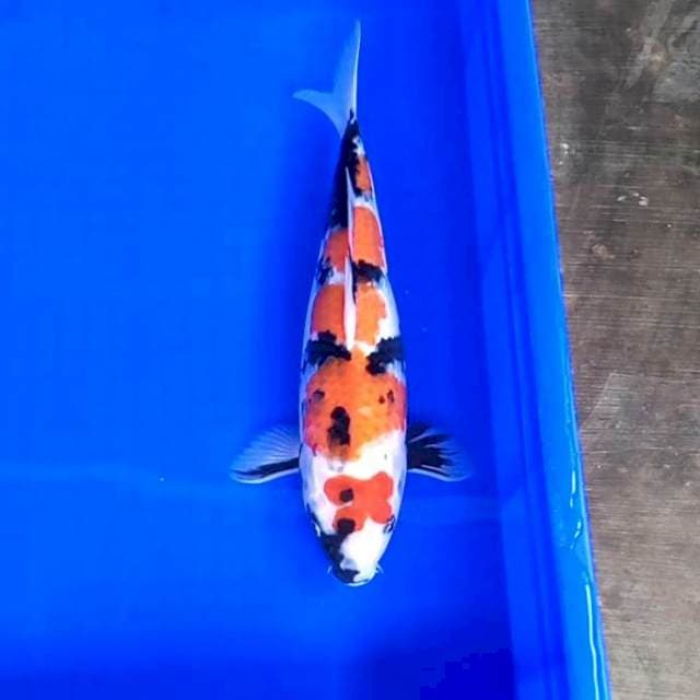 Showa 33cm