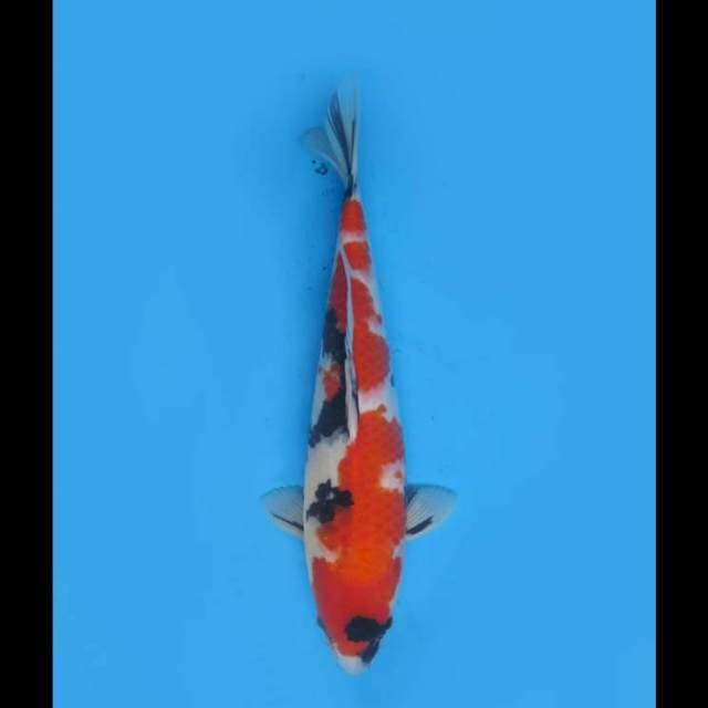Jumbo Tosai Showa - 38cm Female 