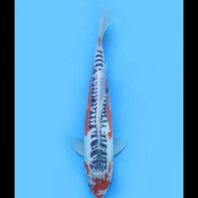 Shusui Calon Jumbo - 37cm Male