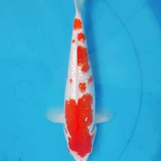 Kohaku Ginrin 25BU
