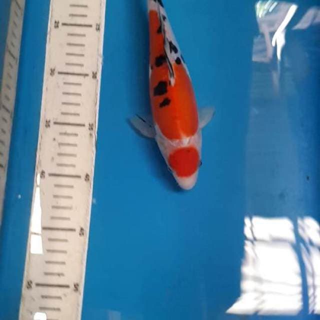 Maruten doitsu sanke 25 cm