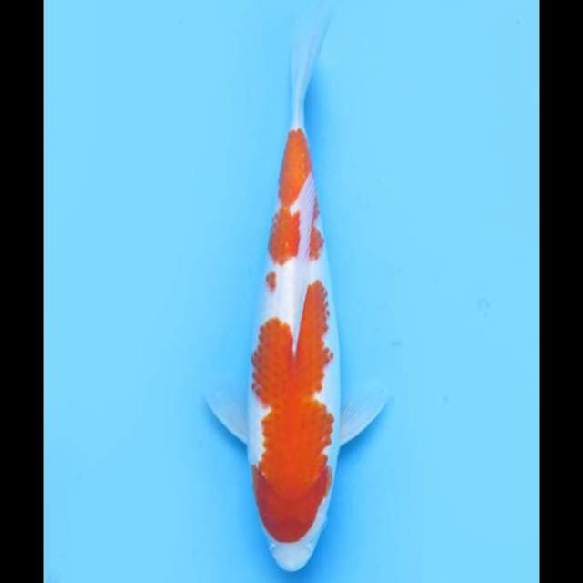 Kohaku Calon Jumbo - 35cm Female