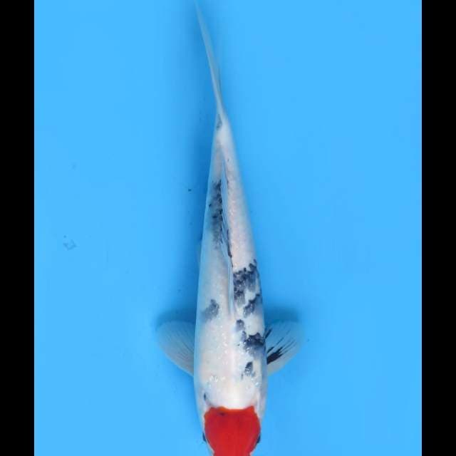 Tancho Showa Tidak Bocor - 34cm Male