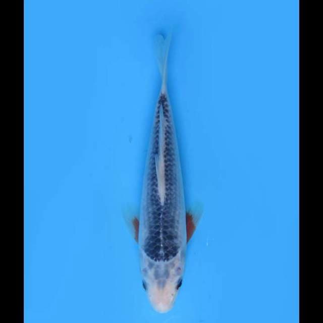 Asagi Sq - 20cm Male