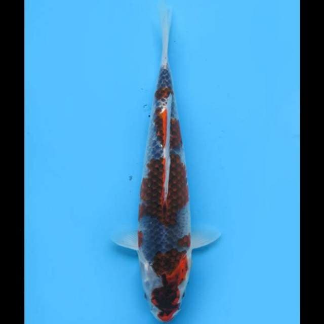 Goshiki Good Patern - 30cm Male 