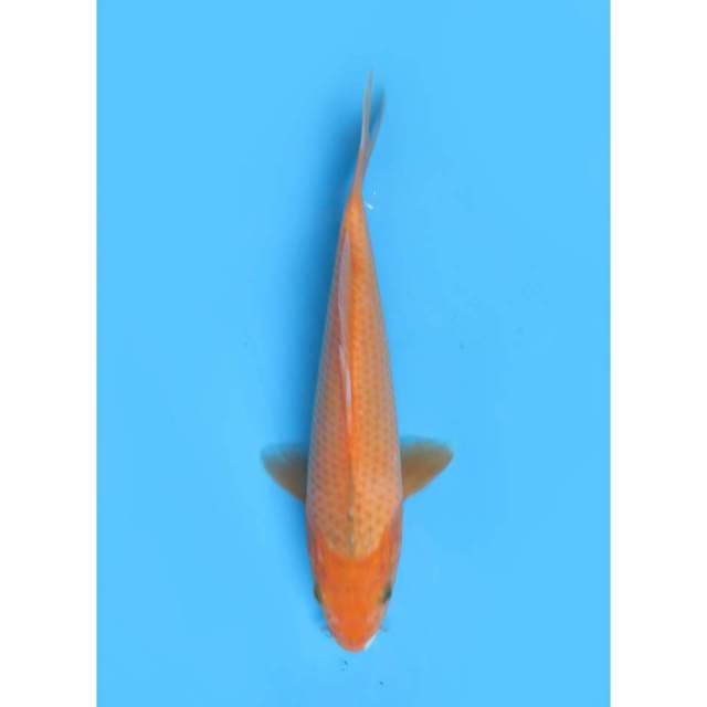 Aka Matsuba - 24cm