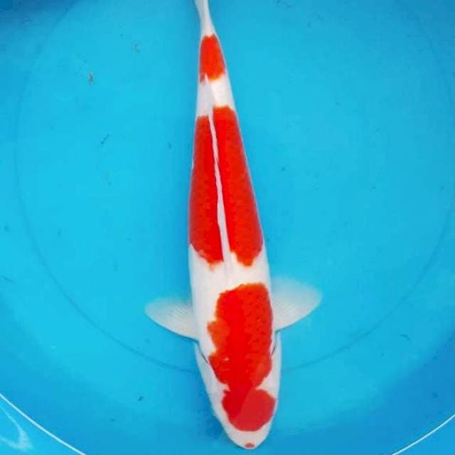 Maruten Kohaku Good Skin