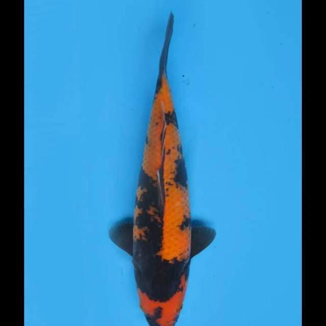 Hi Utsuri Calon Jumbo - 33cm Female