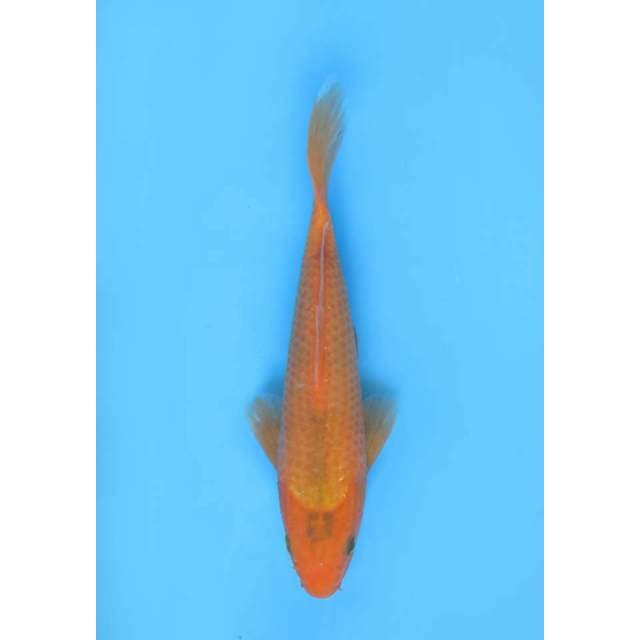Aka Matsuba - 22cm
