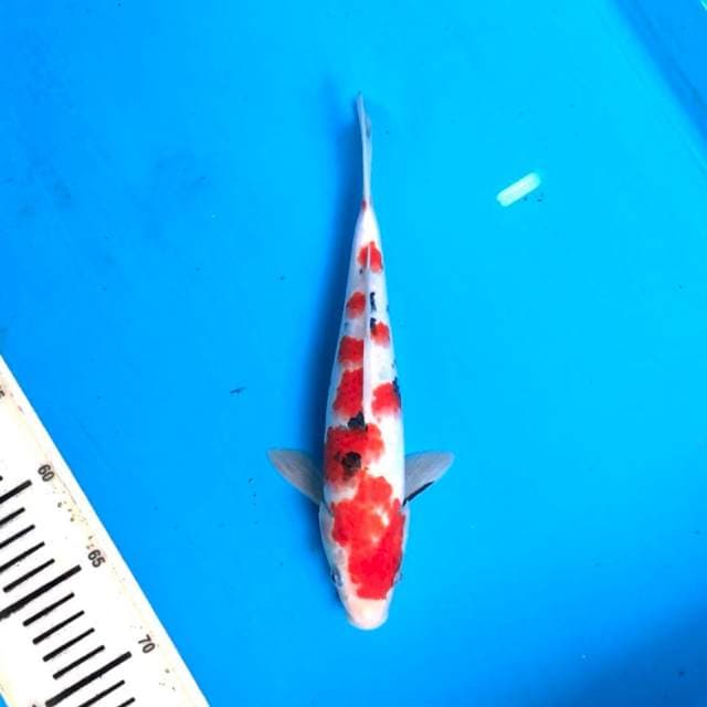 Sanke 26cm, male