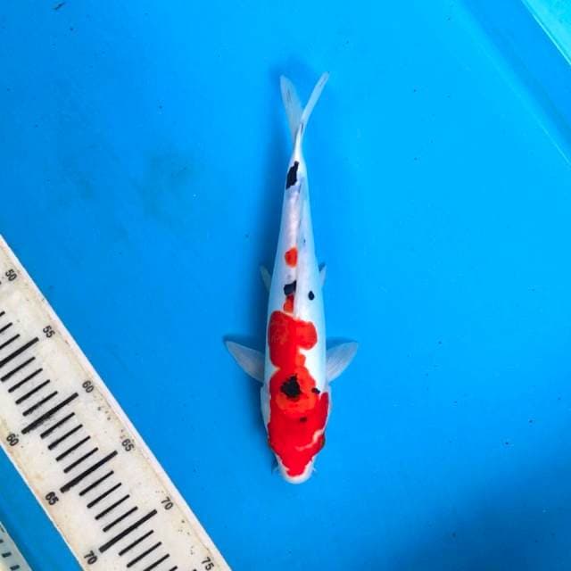 Doitsu Sanke 28cm, female