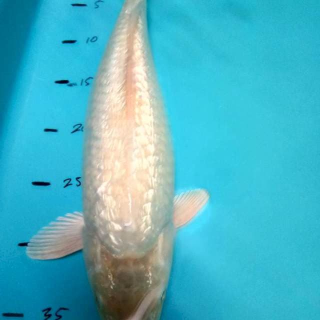 Soragoi ginrin 39cm
