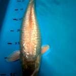 Soragoi ginrin 39cm
