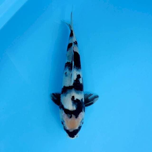 Shiro male 33 cm