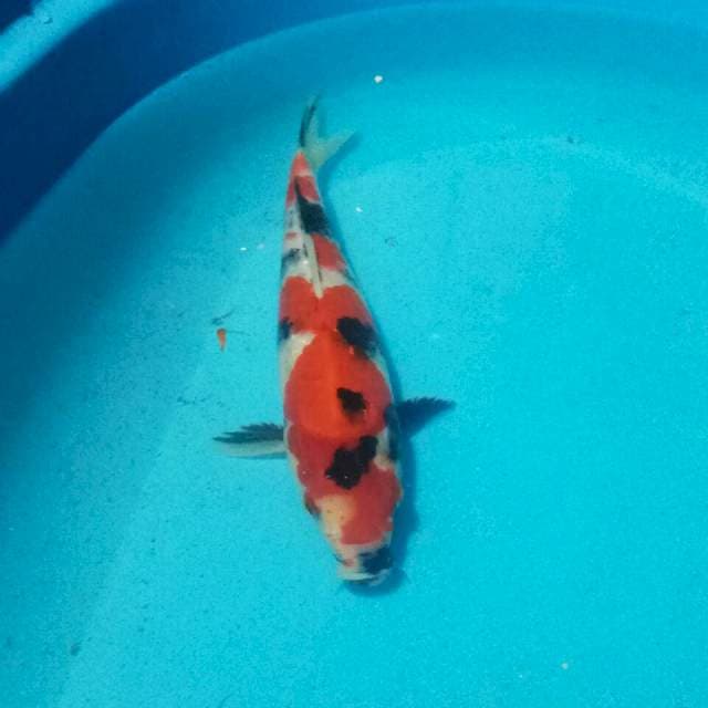 SHOWA SANSHOKU 24 CM