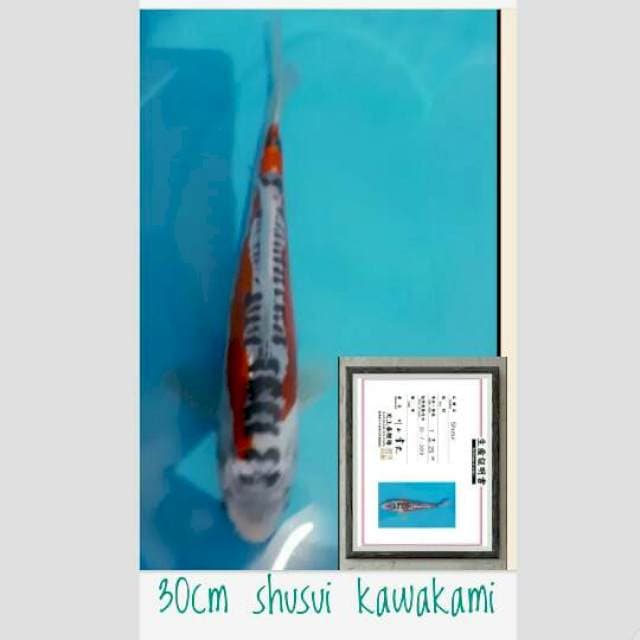 lelang butuh buat tahun baruan 