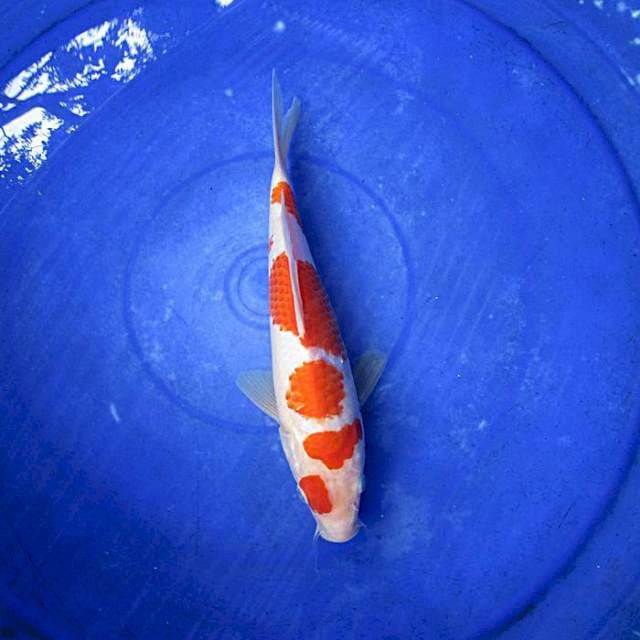 Kohaku ±25cm male