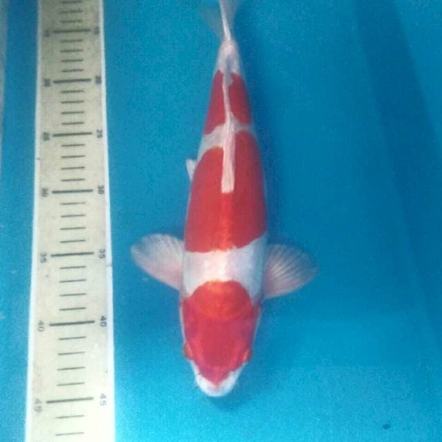Kikushui, male 33 cm