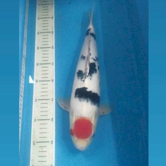 Tancho Sanke Torpedo, male 40 cm