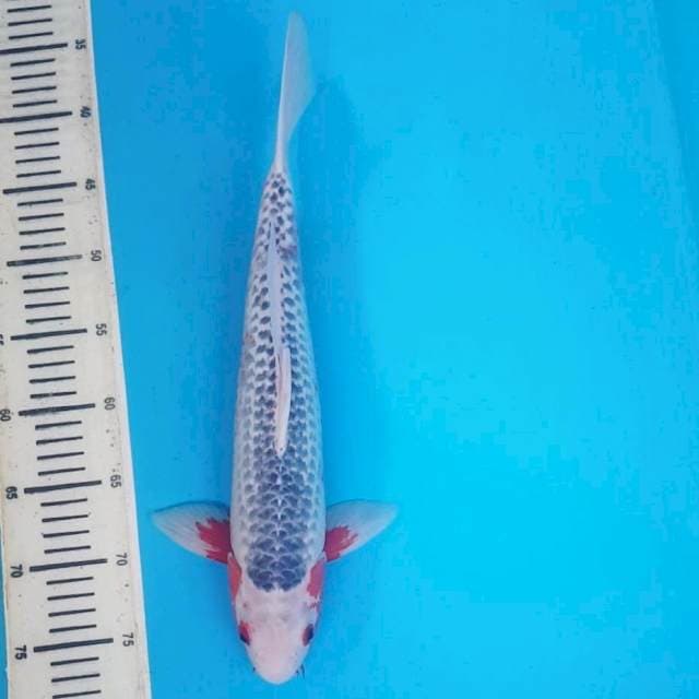 ASAGI 41CM YAHUUD 2