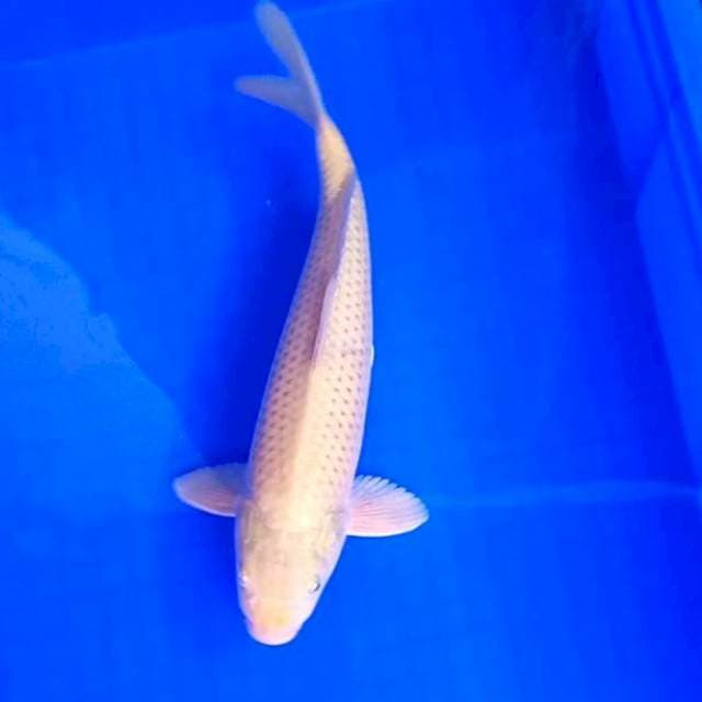 Soragoi Male # 32cm