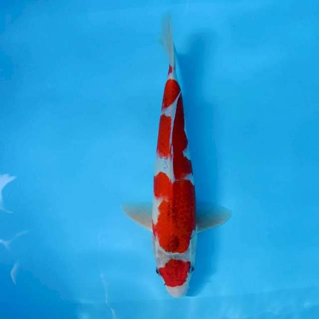 Maru red Goshiki male 35cm