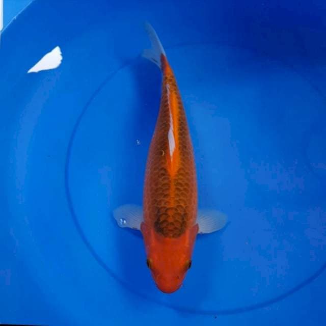 MATSUBA 37 CM