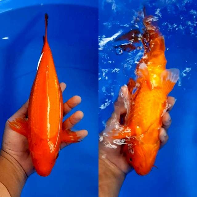 Beni 35 cm