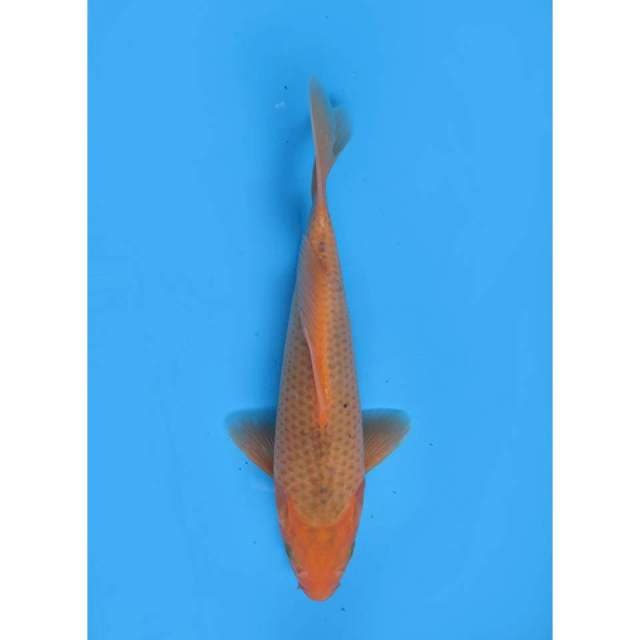 Aka Matsuba - 27cm