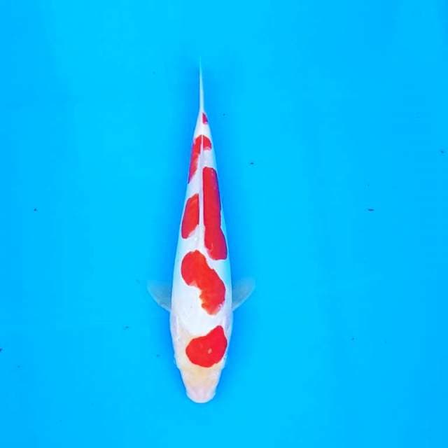 Kohaku doitsu Original 25CM