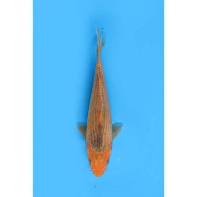 Aka Matsuba - 26cm