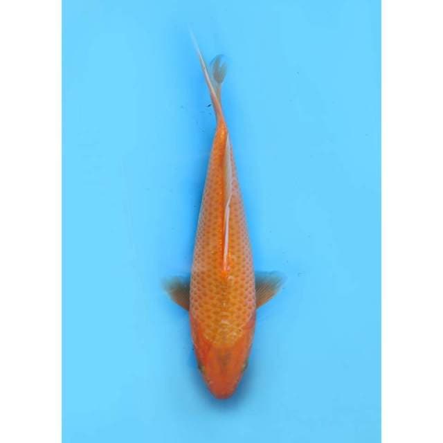 Aka Matsuba - 28cm