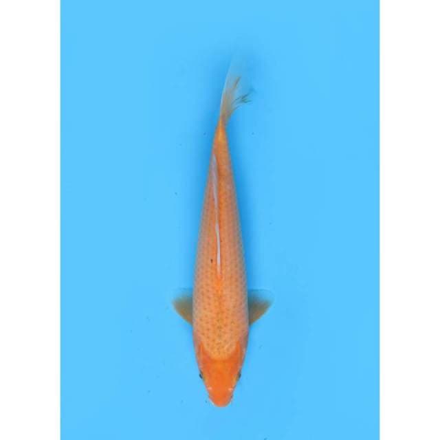 Aka Matsuba - 30cm