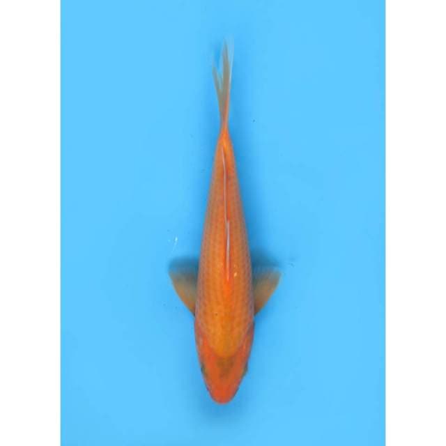 Aka Matsuba - 27cm