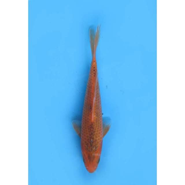 Aka Matsuba - 22cm
