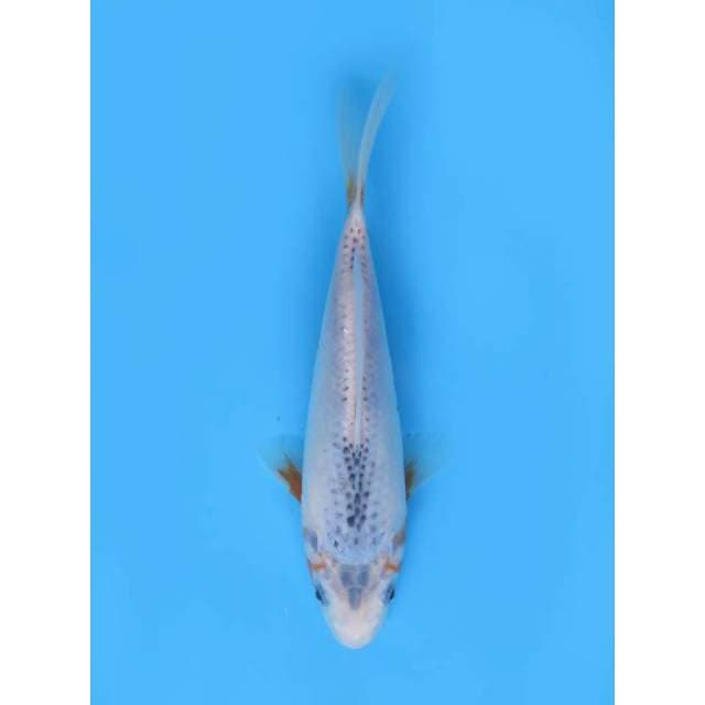 Asagi - 22cm