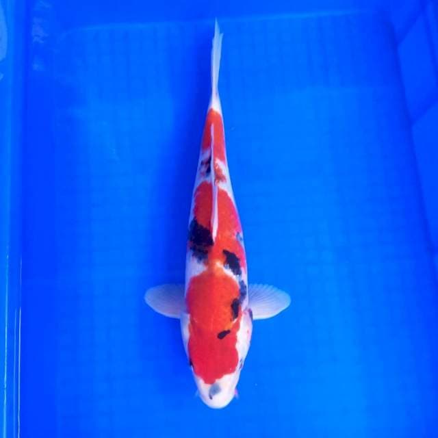 1. Showa || 36 cm