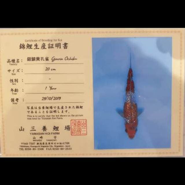 Ochiba ginrin serti yamasan 