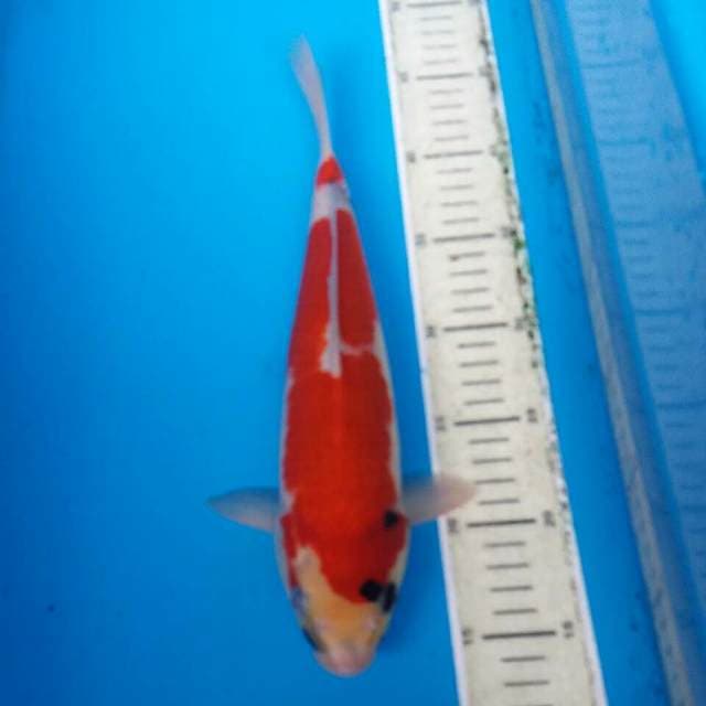 Showa merah merona
