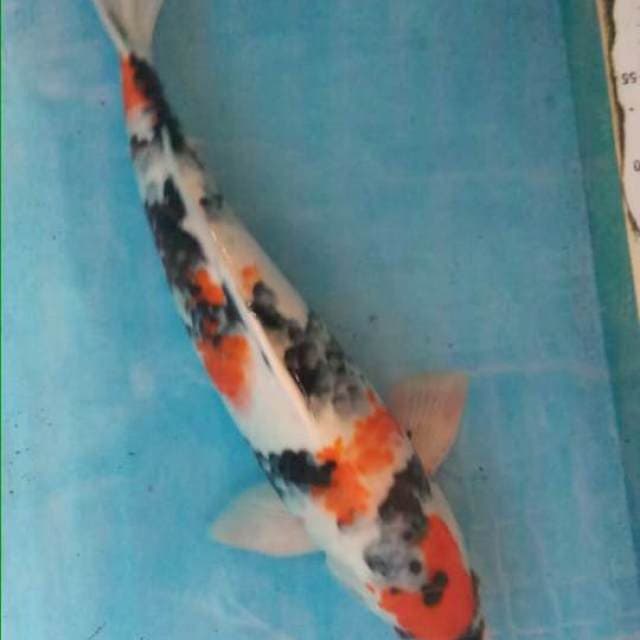 Showa tattegoi 45 cm male