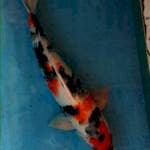 Showa tattegoi 45 cm male