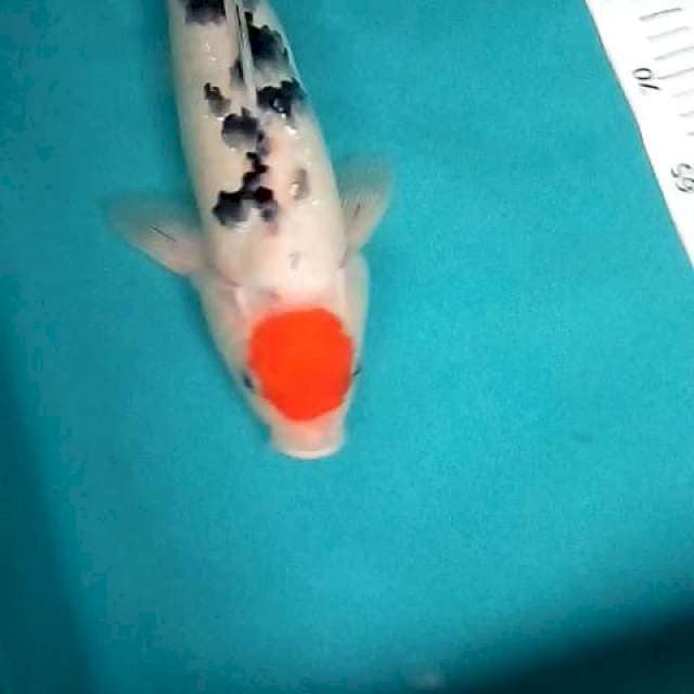 Tancho 