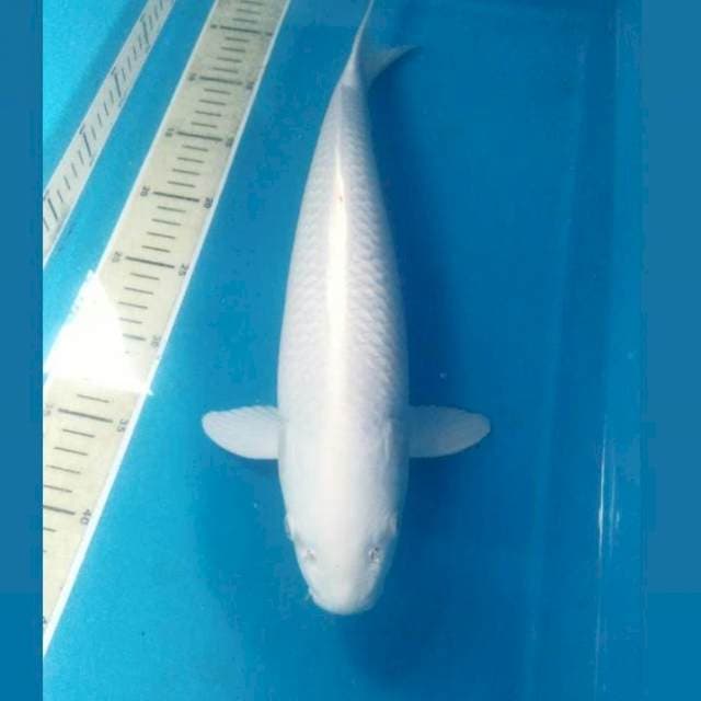 Platinum, male 40 cm