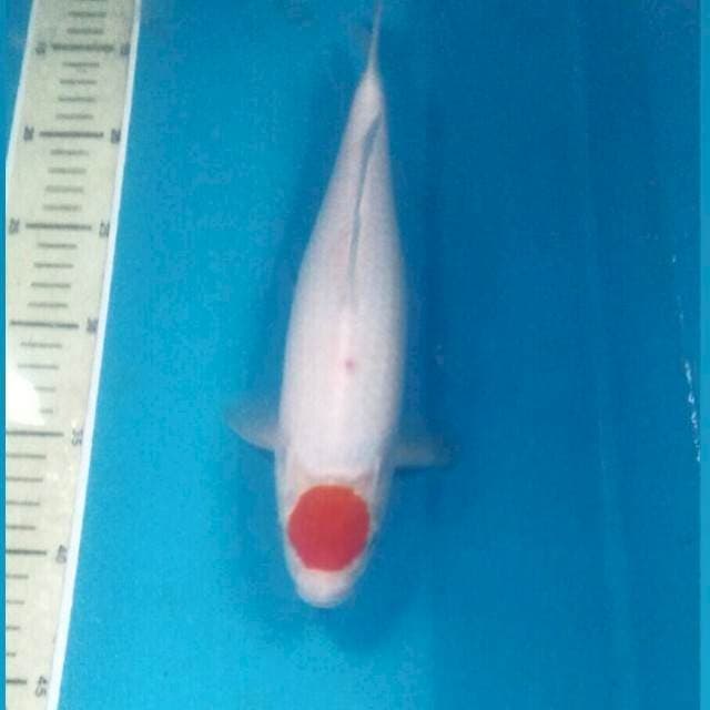 Tancho Kohaku, 28 cm