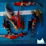 Paket mix . Gado2  14 ekor. 24cm-43cm