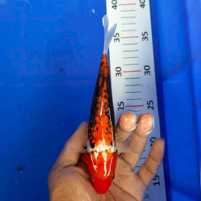 Kumon*19cm