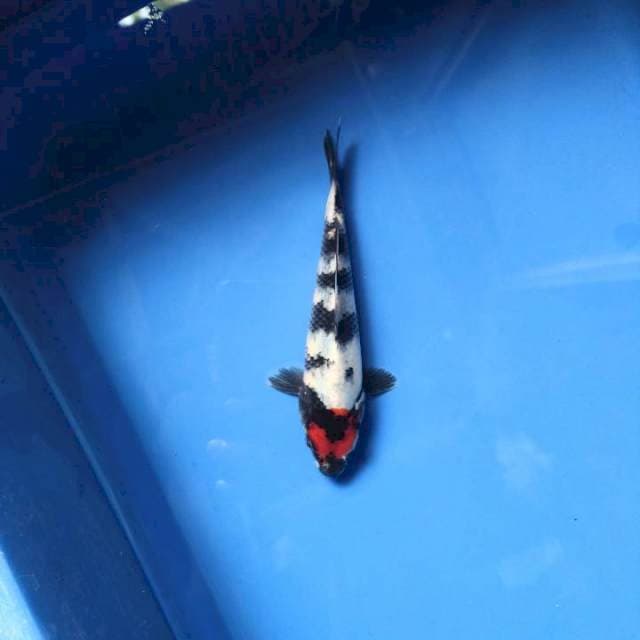 Tancho Showa 16cm